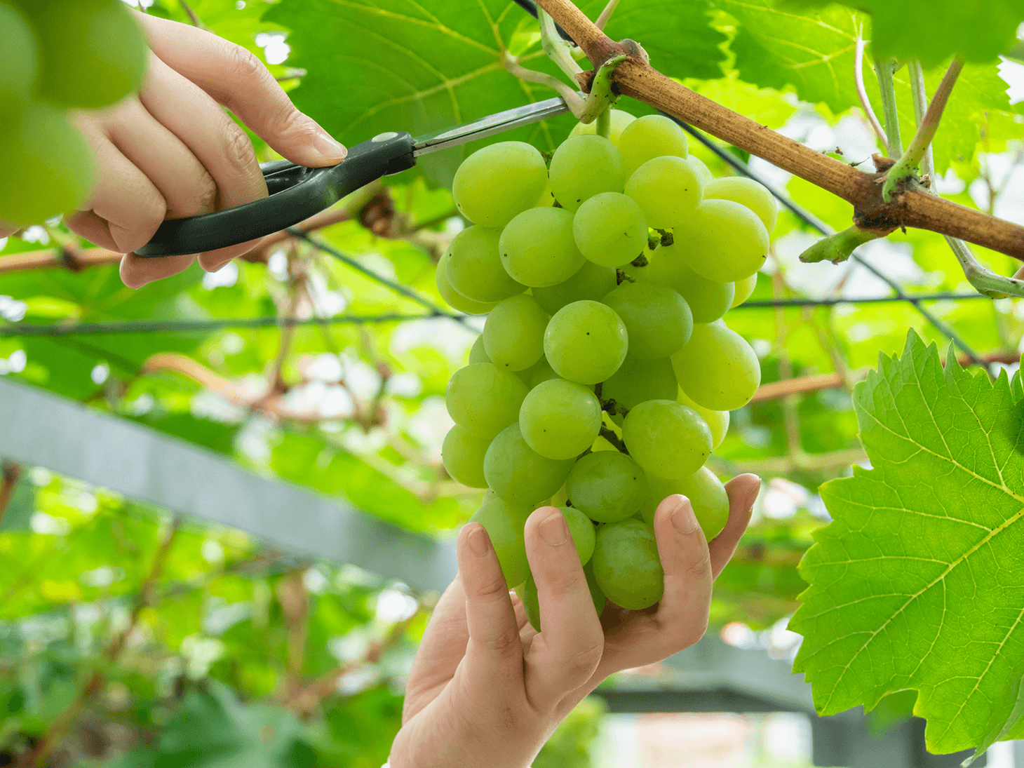 Fruits d'Okayama